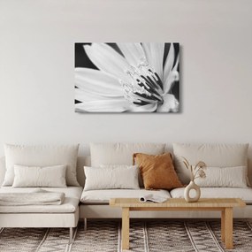 Obraz - Čiernobiely kvet (90x60 cm)