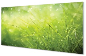 Obraz na skle Tráva kvapky rosy 125x50 cm