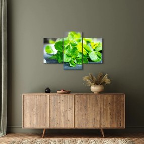 Obraz mäty (90x60 cm)