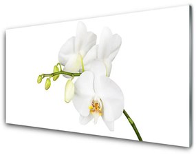 Obraz plexi Orchidea kvety príroda 100x50 cm