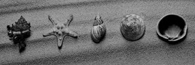 Obraz Obraz zátišie z mušlí na pláži v čiernobielom prevedení