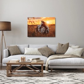 Sklenený obraz - Kôň pri západe slnka (70x50 cm)