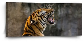 Sablio Obraz Revúci tiger - 110x50 cm