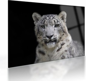 Sklenený obraz - Leopard snežný (70x50 cm)