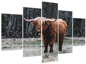 Obraz - Škótska krava 2 (150x105 cm)