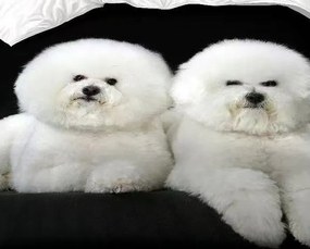Obliečky DOGGY BICHON 3-dielna sada 140x200 cm