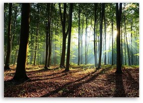 Obraz na plátně, Lesní stromy Sluneční paprsky - 90x60 cm