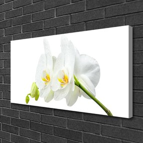 Obraz Canvas Plátky kvet bíla orchidea 125x50 cm