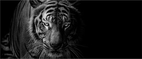 Obraz divokého tigra (120x50 cm)