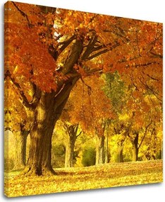 Obraz na stenu STROMY ST027E12