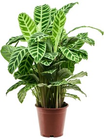 Calathea zebrina Bush 19x80 cm