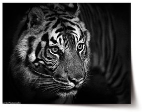 Sablio Plagát Čierno-biely tiger - 90x60 cm