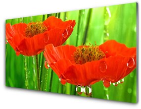 Obraz na akrylátovom skle Maky rastlina príroda 120x60 cm