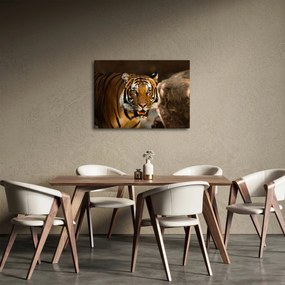 Obraz tigra (70x50 cm)