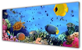Obraz plexi Koralový útes príroda 125x50 cm
