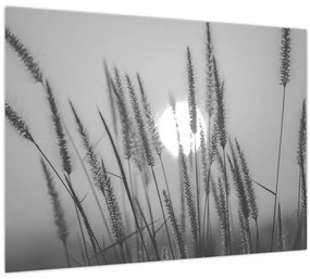 Obraz - Lúka pri západe slnka (70x50 cm)