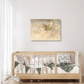 Sklenený obraz - Sova pálená (70x50 cm)