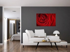 Obraz - detail ruže (90x60 cm)