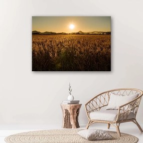 Obraz na plátně Příroda kukuřičného pole - 90x60 cm