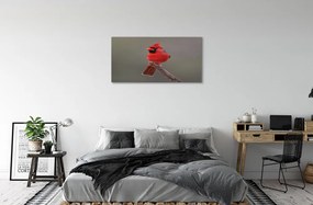 Obraz na plátne Red papagáj na vetve 120x60 cm