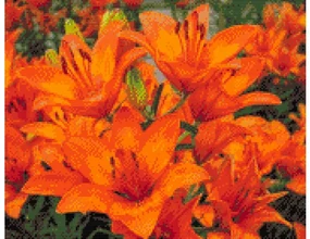 Gario Diamantové maľovanie Oranžové ľalie Rozmery: 80 x 100 cm, Rámovanie: Iba zrolované plátno, Diamanty: Štvorcové