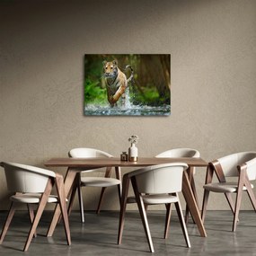 Obraz bežiaceho tigra (70x50 cm)