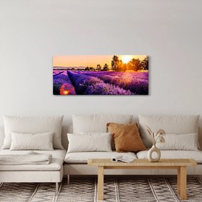 Obraz levanduľového poľa (120x50 cm)