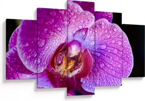 Detailný obraz kvetu orchidey (150x105 cm)