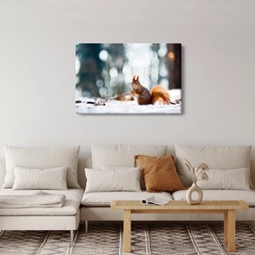 Obraz - Veverička (90x60 cm)