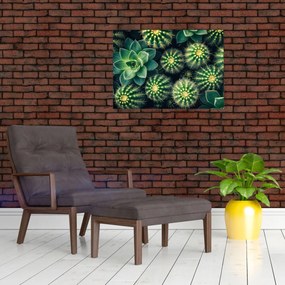 Sklenený obraz - Kaktusy (70x50 cm)