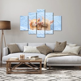 Obraz - Spiace mačiatka (150x105 cm)