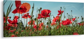 Obraz - Na poli vlčích makov (120x50 cm)