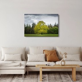 Obraz zeleného stromu uprostred poľa (90x60 cm)