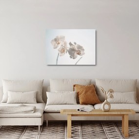 Sklenený obraz bielej orchidey (70x50 cm)
