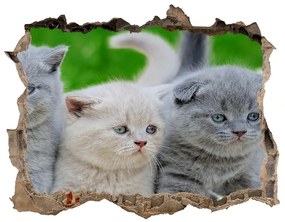 Díra 3D fototapeta nálepka Tri mačky na deke nd-k-112670236