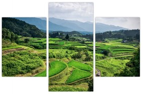 Obraz ryžových polí (90x60 cm)