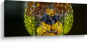 Detailný obraz očí hmyzu (s hodinami) (90x30 cm)