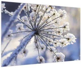 Obraz - Zamrznutý kvet (90x60 cm)