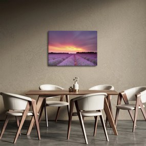 Obraz - Levanduľové pole (70x50 cm)