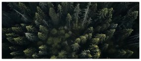 Obraz - Les (120x50 cm)
