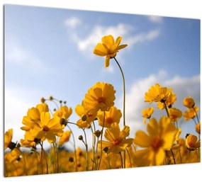 Sklenený obraz poľa s jasne žltými kvetmi (70x50 cm)