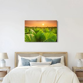 Obraz - Pole (90x60 cm)