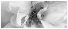 Obraz - Kvet, čiernobiela (120x50 cm)