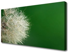 Obraz na plátne Púpava rastlina 100x50 cm