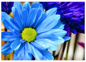 Modrá chryzantéma - obrazy