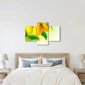 Obraz citrónov (90x60 cm)