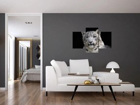 Obraz - Leopard snežný (90x60 cm)