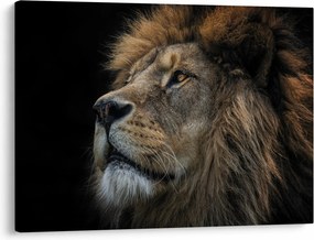 Obraz - Majestátny lev (70x50 cm)
