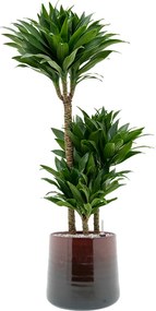 Dracaena fragrans compacta 60-30-15 pots.21x90 cm