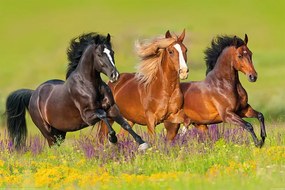 Plagát, Obraz - Horses - Run, (120 x 80 cm)